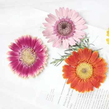 2023 Yeni Gerbera DIY Kurutulmuş Preslenmiş Çiçek Resimleri Doğal Örnekleri Boyama Dekorasyon İçin 10 Adet