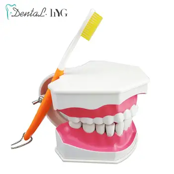 1 adet Diş Diş Modeli ile Diş Fırçası ile Çıkarılabilir Diş Yetişkin Diş Modeli Fırça Standart Öğretim Eğitim Modeli Araçları